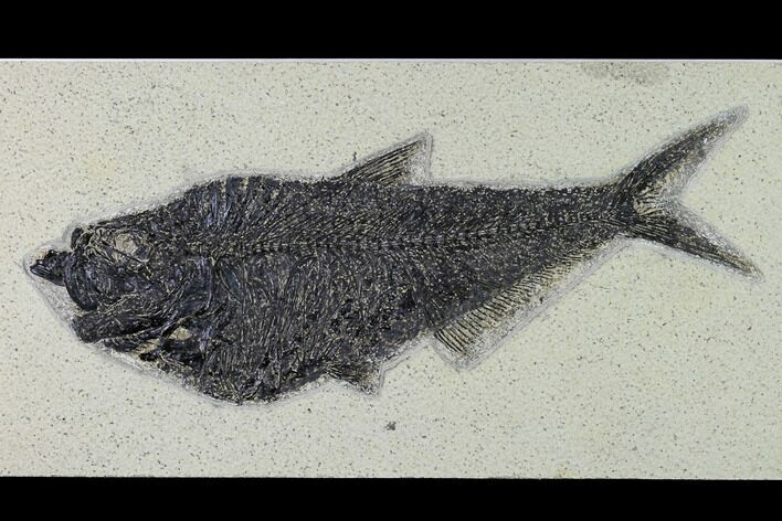 Fossil Fish (Diplomystus) - Wyoming #158559